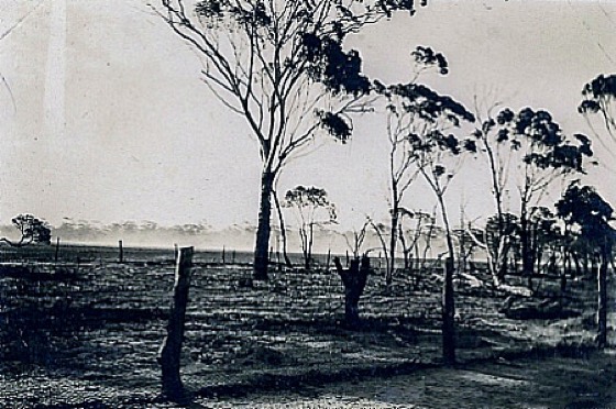 File:Fallow caused by emus.jpg