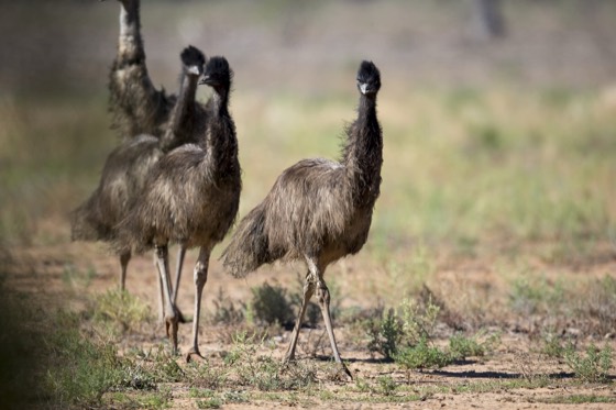 File:Cunnamulla mob (17372851674).jpg