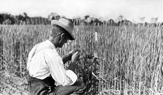 File:Queensland State Archives 4126 Mr RE Soutter State Wheat Farm