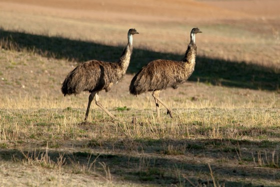File:CSIRO ScienceImage 10326 Emus.jpg