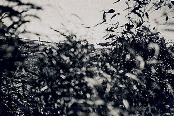 File:Emus coming to drink Emu War.jpg