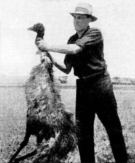 File:Deceased emu during Emu War.jpg