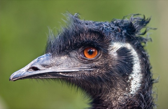 File:Emu portrait - Jun 05.jpg