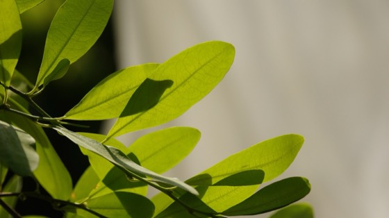 Coca leaf plant close-up photograph