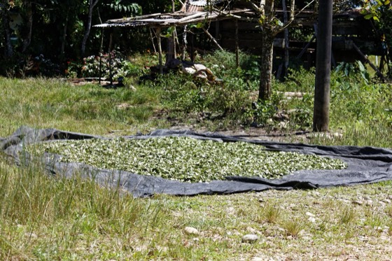 Coca leaves drying photograph