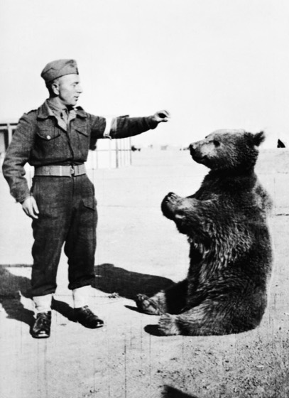 File:Wojtek the bear.jpg — Wojtek adulto com soldado polonês