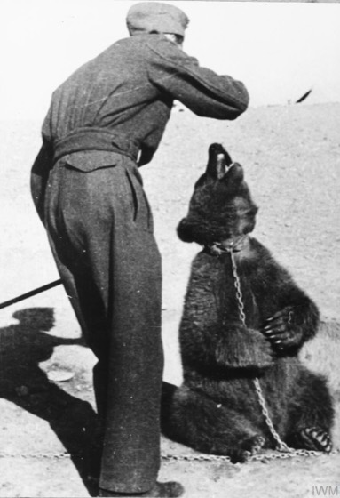 File:Polish Soldier in Iran wojtek.jpeg