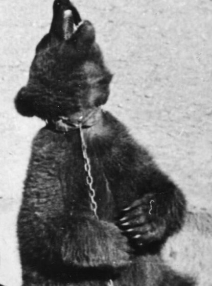 Recorte cinematográfico de File:Polish Soldier in Iran wojtek.jpeg
