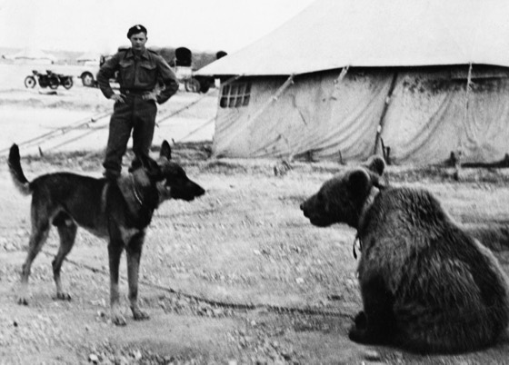 File:Wojtek meet the new friend.jpg — Wojtek, cão e soldado no acampamento