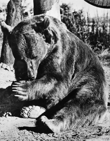 File:Wojtek at Winfield Aerodrome on Sunwick Farm, near Hutton in Berwickshire