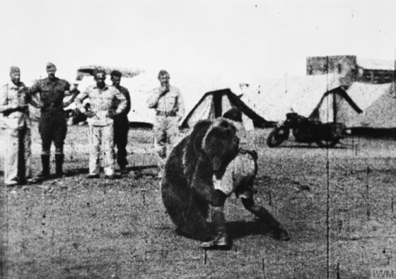 File:Polish 22 Transport Artillery Company watch as one of their comrades wrestles Wojtek