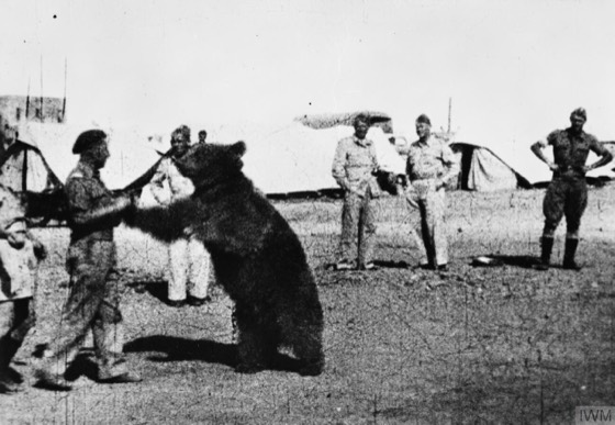 File:Troops of the Polish 22 Transport Artillery Company watch as one of their comrades plays with Wojtek