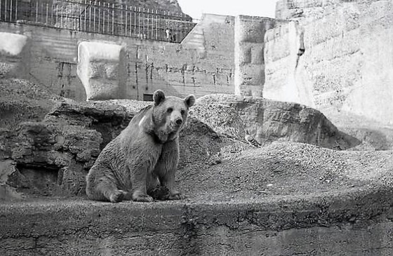 File:Wojtekzoo.jpg — Wojtek no zoológico de Edimburgo
