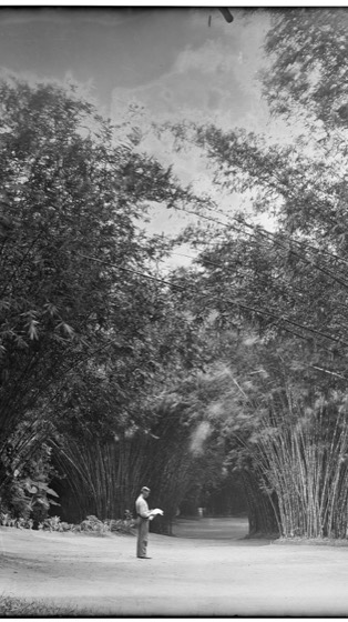 a aleia de bambus do Jardim Botânico